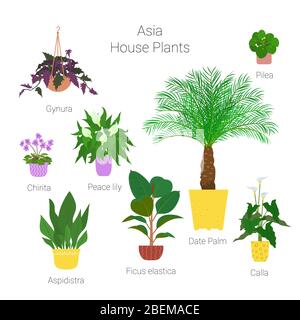 Ensemble coloré de diverses plantes de ménage asiatiques en pots. Succuents, plantes vertes dans les planteuses. Illustration vectorielle de stock de style plat Illustration de Vecteur