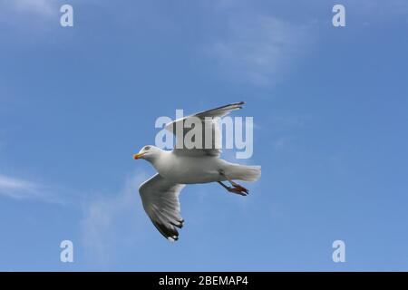 Gros plan d'un goéland volant, avec fond bleu ciel Nahaufnahme einer fliegenden Silbermöwe, mit blauem Himmel im hintergrund Banque D'Images