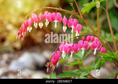 Magnifique Pacifique coeur de saignement Dicentra formosa au coucher du soleil avec des rayons de soleil . Banque D'Images