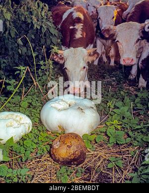 Les bovins de boucherie Hereford trouvent des boules de macareux géantes qui poussent dans leur pâturage Banque D'Images