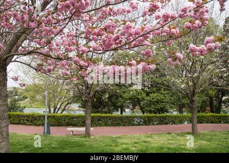 Roma, Italie. 13 avril 2020. Floraison de Sakura, cerisiers japonais, dans EUR Lake Park à Rome, Italie 13 avril 2020 pendant le verrouillage de la pandémie de Covid-19. (Photo de Matteo Nardone/Pacific Press/Sipa USA) crédit: SIPA USA/Alay Live News Banque D'Images