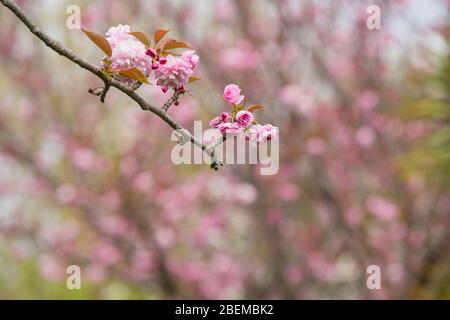 Roma, Italie. 13 avril 2020. Floraison de Sakura, cerisiers japonais, dans EUR Lake Park à Rome, Italie 13 avril 2020 pendant le verrouillage de la pandémie de Covid-19. (Photo de Matteo Nardone/Pacific Press/Sipa USA) crédit: SIPA USA/Alay Live News Banque D'Images
