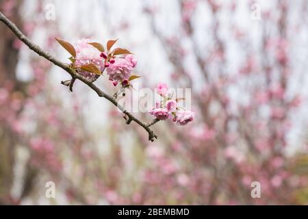 Roma, Italie. 13 avril 2020. Floraison de Sakura, cerisiers japonais, dans EUR Lake Park à Rome, Italie 13 avril 2020 pendant le verrouillage de la pandémie de Covid-19. (Photo de Matteo Nardone/Pacific Press/Sipa USA) crédit: SIPA USA/Alay Live News Banque D'Images