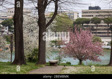 Roma, Italie. 13 avril 2020. Floraison de Sakura, cerisiers japonais, dans EUR Lake Park à Rome, Italie 13 avril 2020 pendant le verrouillage de la pandémie de Covid-19. (Photo de Matteo Nardone/Pacific Press/Sipa USA) crédit: SIPA USA/Alay Live News Banque D'Images