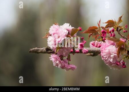 Roma, Italie. 13 avril 2020. Floraison de Sakura, cerisiers japonais, dans EUR Lake Park à Rome, Italie 13 avril 2020 pendant le verrouillage de la pandémie de Covid-19. (Photo de Matteo Nardone/Pacific Press/Sipa USA) crédit: SIPA USA/Alay Live News Banque D'Images