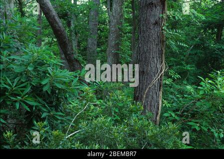 Forêt, réserve écologique de Nags Head Woods, Caroline du Nord Banque D'Images