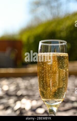 Vue rapprochée d'un verre de champagne à flûte unique à l'extérieur isolé contre une scène de jardin floue à l'arrière-plan Banque D'Images