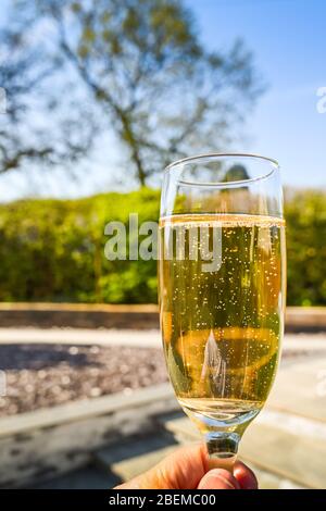 Vue rapprochée d'une seule flûte de champagne à tenir à l'extérieur avec un jardin flou à l'arrière-plan Banque D'Images