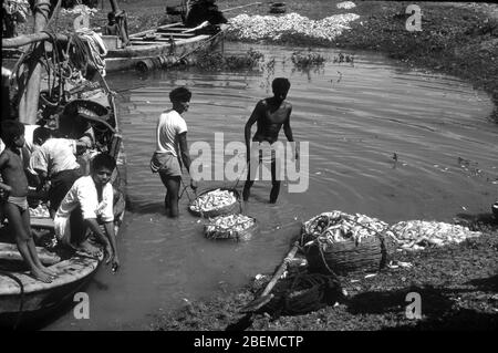 Pêcheurs de Calcutta, Inde Banque D'Images