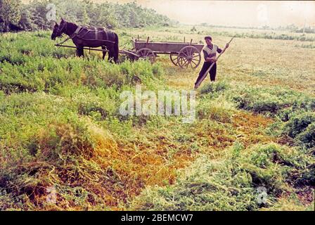 Agriculture paysanne Ferme coopérative Bulgarie 1965 Banque D'Images