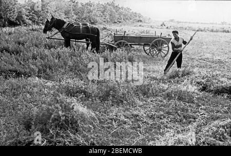 Agriculture paysanne Ferme coopérative Bulgarie 1965 Banque D'Images