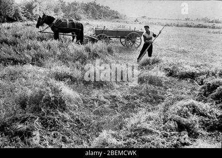 Paysan fermier foin ferme coopérative Bulgarie 1965 Banque D'Images