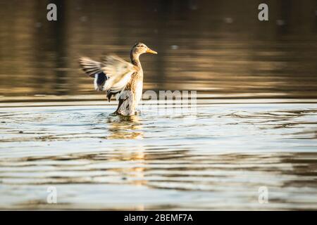 Le magnifique canard malard multicolore (anas platyrhynchos) nasse dans le lac ou la rivière sous le paysage de lumière du soleil. Banque D'Images