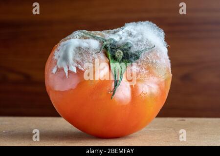 La tomate pourrie avec la moisissure et les champignons se rapprochez sur un fond sombre. Banque D'Images