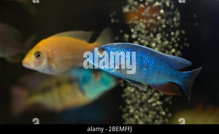 Beauté cichlide africaine électrique bleu natation dans l'aquarium Banque D'Images