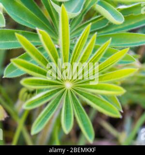 Une macro-photo des feuilles vertes d'une plante lupine. Banque D'Images