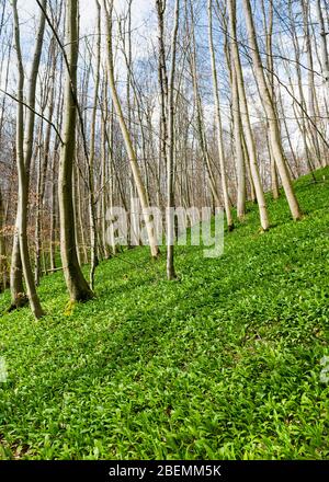 Magnifique forêt avec des plantes d'ail sauvage en croissance au début du printemps. Allium ursinum. Mise au point sélective. Banque D'Images