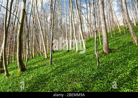 Beaux paysages forestiers avec de l'ail sauvage ou de l'ail de l'ours qui pousse au début du printemps. Contexte de la nature. Allium ursinum. Banque D'Images