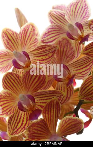 plusieurs fleurs ouvertes d'une phalée rayée Banque D'Images