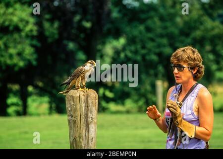 Jemima Parry-Jones avec falcon au National Birds of Prey Center en 1991 (maintenant le Centre International des oiseaux de Prey) Newent, Gloucestershire, Royaume-Uni Banque D'Images