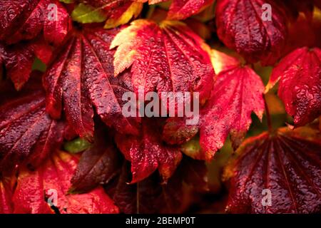 Rouge vif, vif, humide Acer quitte en automne, Westonbirt Arboretum, Gloucestershire, Angleterre, Royaume-Uni Banque D'Images