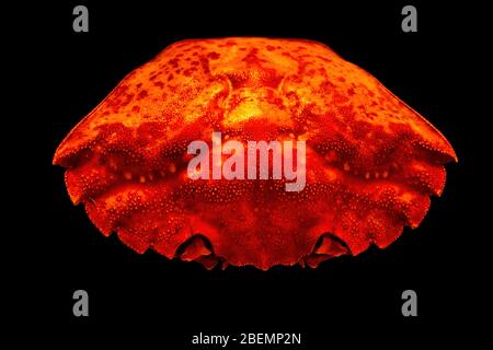 Gros plan du sommet de la coquille de crabe commun orange vif (Carcinus maenas) isolée sur fond noir. Banque D'Images