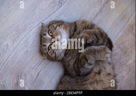 Adulte Scottish Fold drôle chat se trouve sur le plancher en bois Banque D'Images