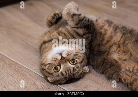 Le chat écossais pliant lovable se trouve sur le plancher en bois. Portrait d'un chat très drôle et moelleux Banque D'Images