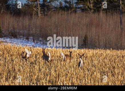 Des blancs alarmés dans un champ de maïs coupé dans le nord du Wisconsin. Banque D'Images