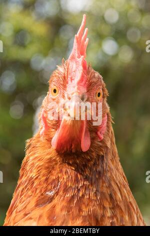 Pérouse, Ombrie cœur vert Italie. Un portrait de poule libre dans le jardin à la maison dans la campagne. Les poules peuvent être levées et garantir des œufs frais. Banque D'Images