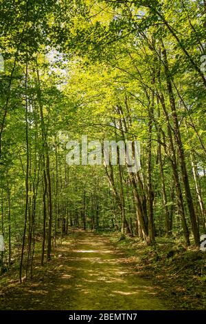 Sentier entouré de grands arbres au milieu de la forêt Banque D'Images