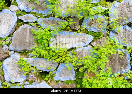 Bleu coloré rochers avec plantes contexte à Chefchaouen Maroc Banque D'Images