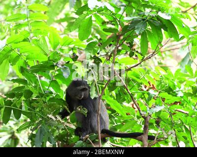 singe bleu féminin dans l'arbre au lac manyara Banque D'Images