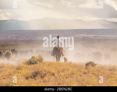 Cowboys rouillé le bétail dans un stretch poussiéreux du désert de l'Utah Banque D'Images