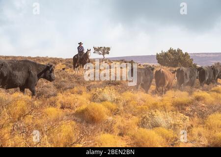 Cowboys rouillé le bétail dans un stretch poussiéreux du désert de l'Utah Banque D'Images
