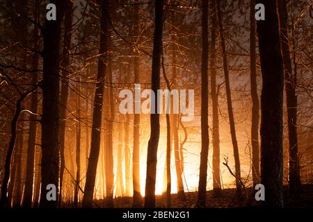 Forêt lumineuse sur la nuit Foggy, feu orange Banque D'Images