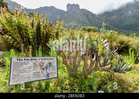 Jardins botaniques de Kirstenbosch, Cape Town, Afrique du Sud Banque D'Images