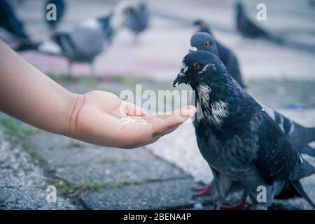 noir et blanc (columba livia domestica ) pigeon oiseau se nourrissant dans le fond flou de la main Banque D'Images