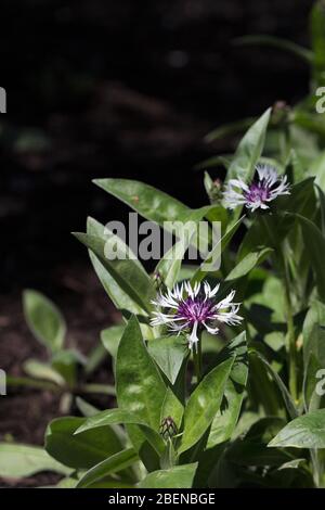 Centaurea montana 'Amethyst dans la neige'. Banque D'Images