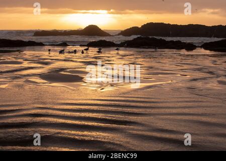 Des vagues s'écrasant sur des rochers naturels au coucher du soleil à Seal Rock, Oregon Banque D'Images