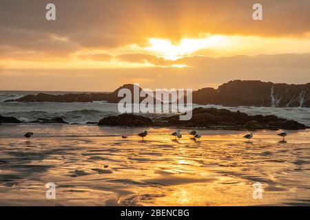 Des vagues s'écrasant sur des rochers naturels au coucher du soleil à Seal Rock, Oregon Banque D'Images