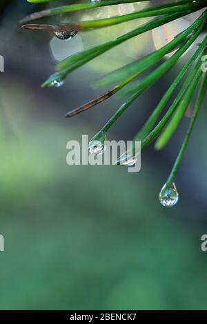 Gouttes d'eau sur les aiguilles de pin vert dans l'Oregon Banque D'Images