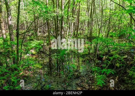Parc provincial North Kawarthas Algonquin Highlands Ontario Canada en été Banque D'Images