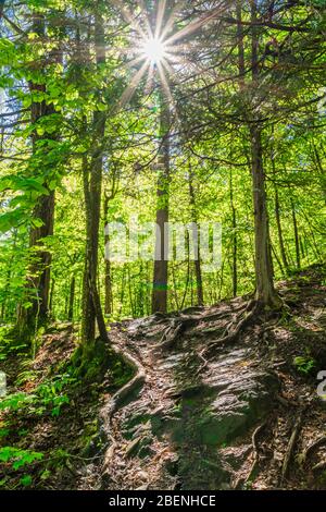 Parc provincial North Kawarthas Algonquin Highlands Ontario Canada en été Banque D'Images