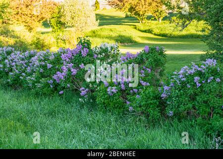 Parc provincial North Kawarthas Algonquin Highlands Ontario Canada en été Banque D'Images