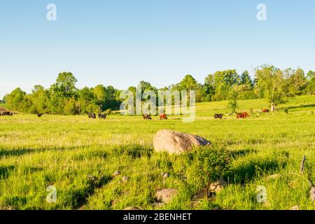 Parc provincial North Kawarthas Algonquin Highlands Ontario Canada en été Banque D'Images