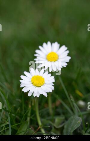 Bellis perennis. Marguerites dans l'herbe. Banque D'Images