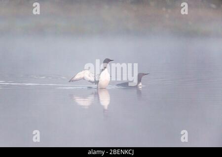 Red throated loon performing mating games in a foggy lake Banque D'Images