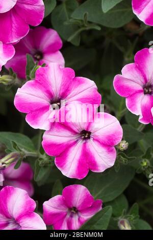 Fleurs Petunia 'Raspberry Star'. Banque D'Images