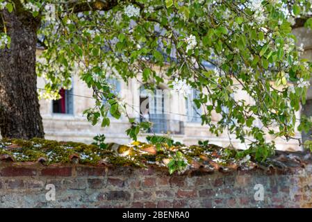 cerisier fleuri dans un jardin derrière un mur de briques Banque D'Images